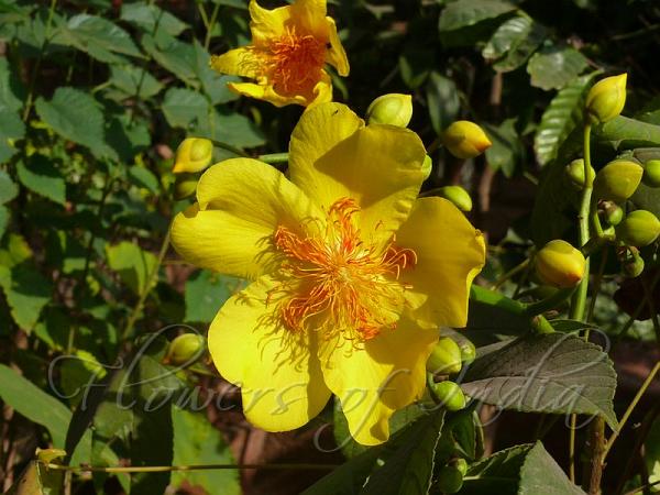 cochlospermum-religiosum-buttercup-tree